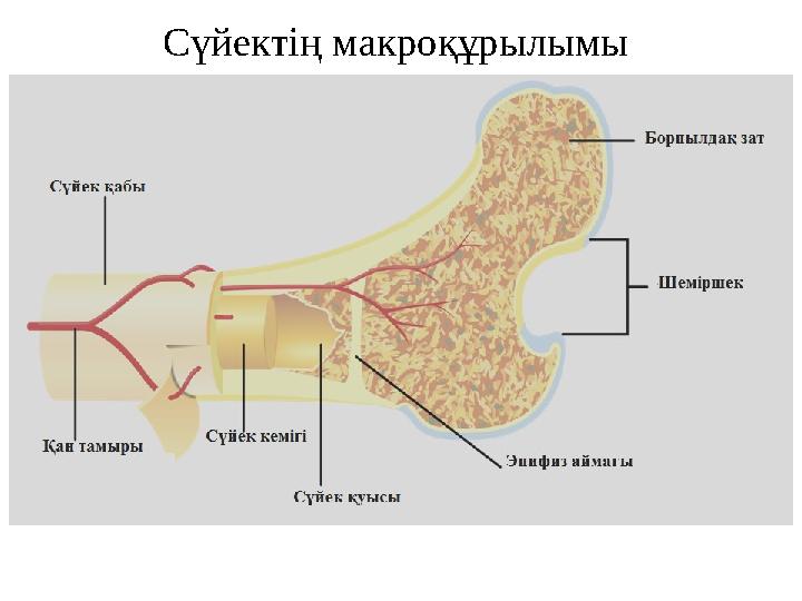 Сүйектің макроқұрылымы