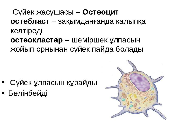 Остеоциты функции