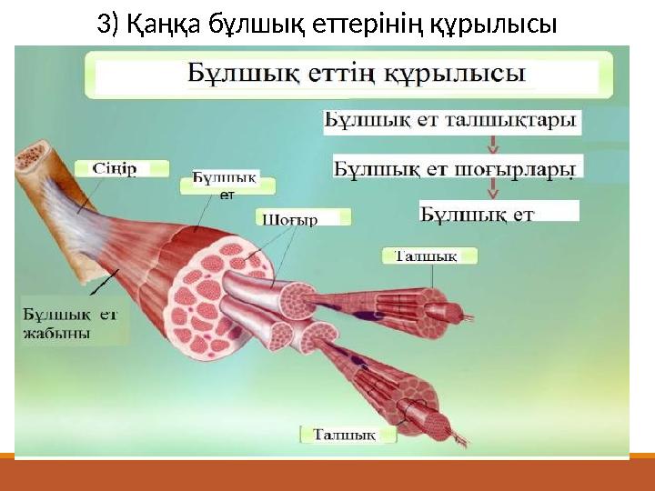 3) Қаңқа бұлшық еттерінің құрылысы