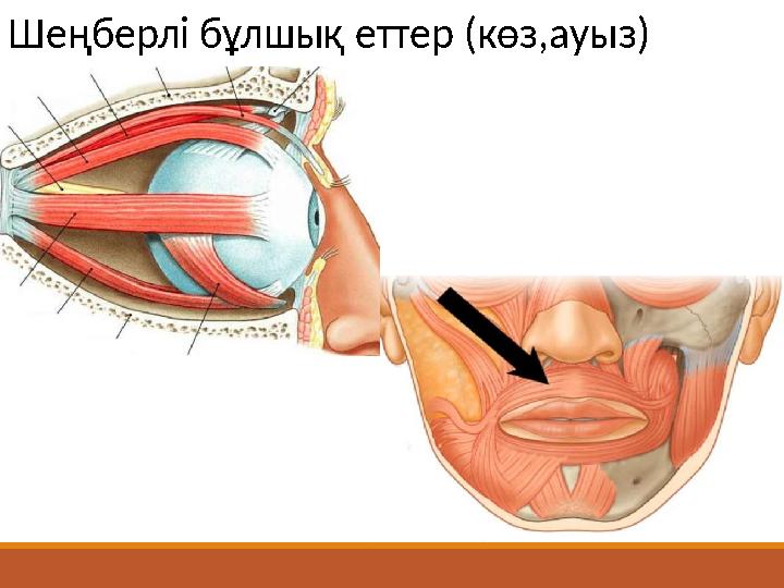 Шеңберлі бұлшық еттер (көз,ауыз)