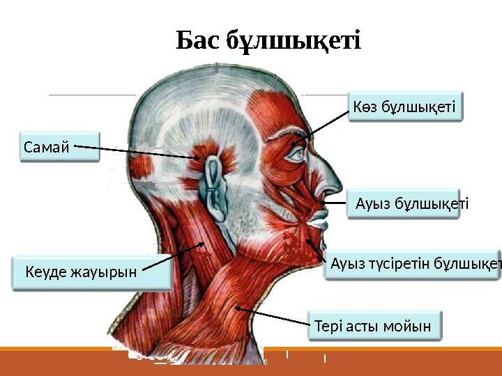 Бас бұлшықеті Самай Кеуде жауырын Көз бұлшықеті Тері асты мойын Ауыз бұлшықеті Ауыз түсіретін бұлшықет