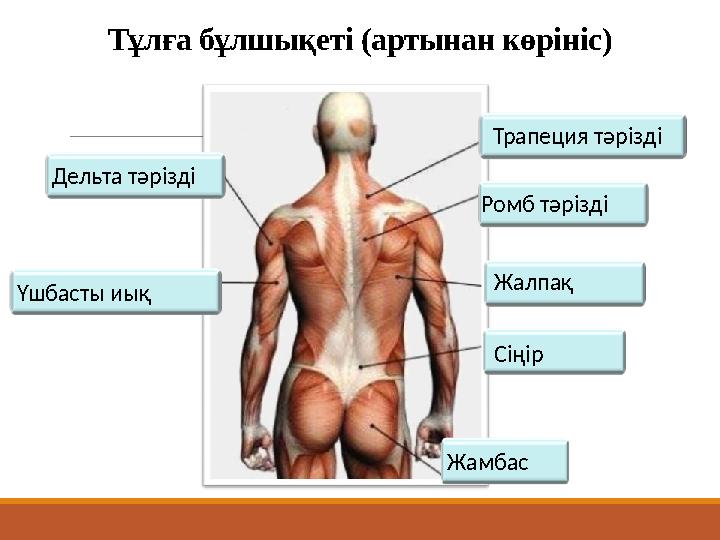Тұлға бұлшықеті (артынан көрініс) Трапеция тәрізді Ромб тәрізді Жалпақ Сіңір ЖамбасҮшбасты иық Дельта тәрізді