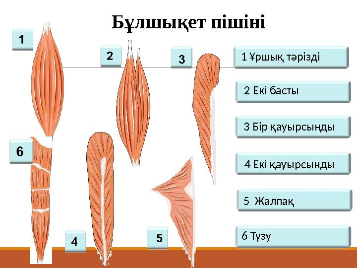 Бұлшықет пішіні 1 Ұршық тәрізді 2 Екі басты 3 Бір қауырсынды 4 Екі қауырсынды 5 Жалпақ 6 Түзу