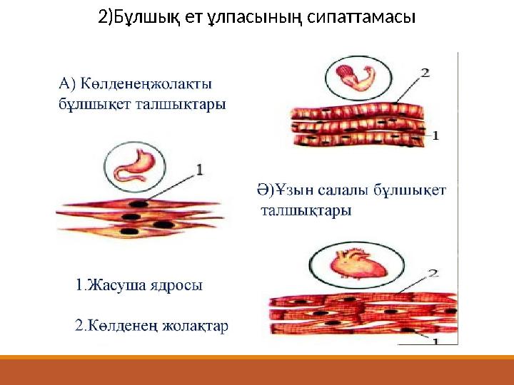 2)Бұлшық ет ұлпасының сипаттамасы