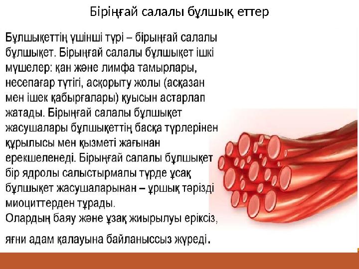 Біріңғай салалы бұлшық еттер