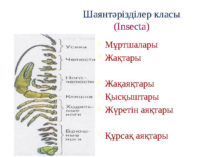 Шаянтәрізділер класы (Insecta)  Мұртшалары  Жақтары  Жақаяқтары  Қысқыштары  Жүретін аяқтары  Құрсақ аяқтары