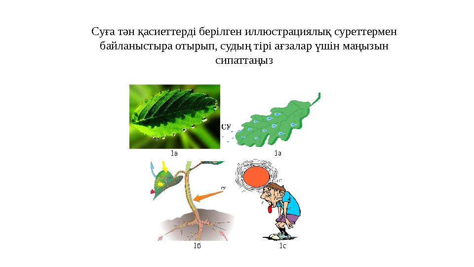 1а 1ә 1б 1с Суға