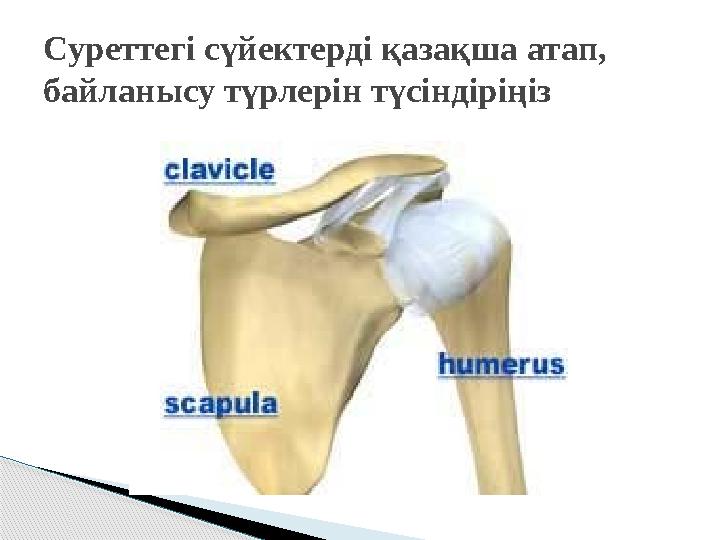 Суреттегі сүйектерді қазақша атап, байланысу түрлерін түсіндіріңіз