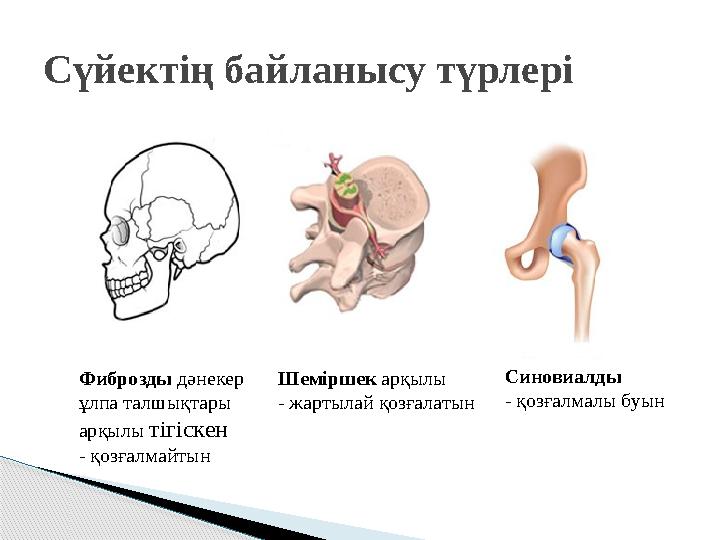 Сүйектің байланысу түрлері Фиброзды дәнекер ұлпа талшықтары арқылы тігіскен - қозғалмайтын Шеміршек арқылы - жартылай қоз