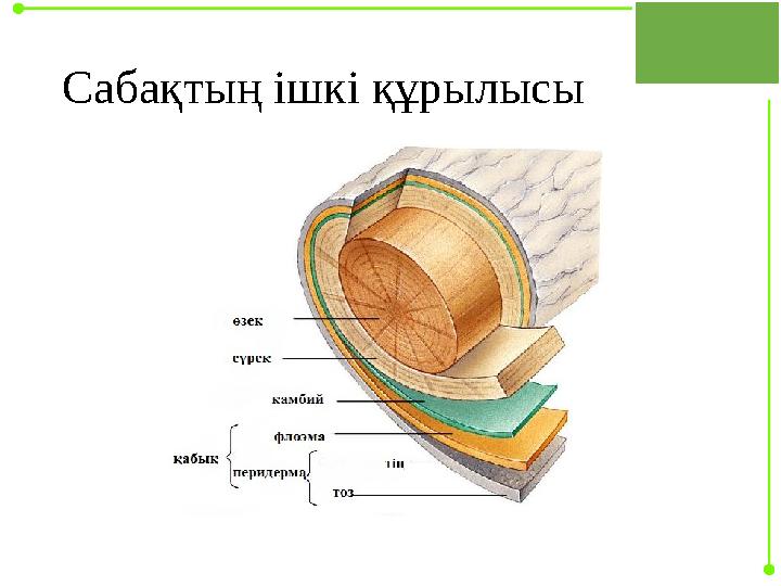 Сабақтың ішкі құрылысы