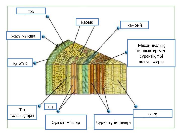 тоз қабық камбий жасымықша қыртыс Тің талшықтары тің Сүзгілі түтіктерСүрек түтікшелері өзек Механикалық талшықтар мен сүректі