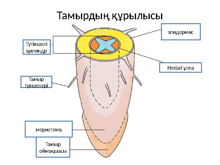 Тамырдың құрылысы Түтікшелі цилиндр Тамыр түкшелері меристема Тамыр оймақшасы эпидермис Негізгі ұлпа