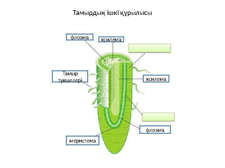 Тамырдың ішкі құрылысы флоэма ксилема Тамыр түкшелері меристема ксилема флоэма