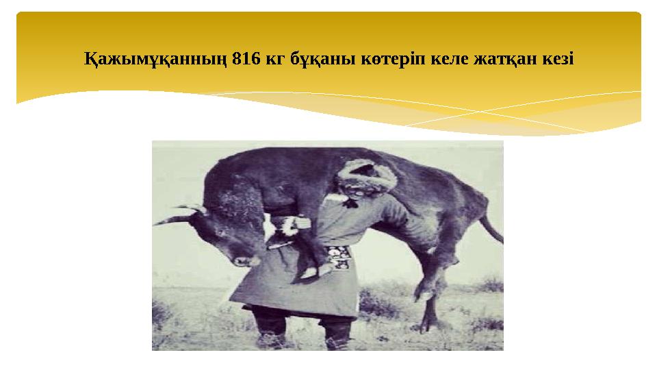 Қажымұқанның 816 кг бұқаны көтеріп келе жатқан кезі