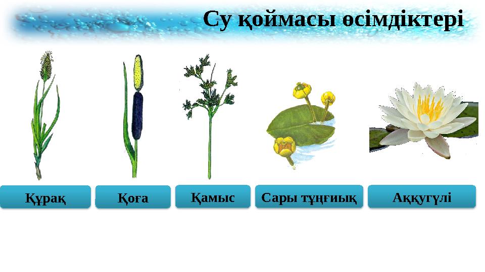 Су қоймасы өсімдіктері Құрақ Қоға Қамыс Сары тұңғиық Аққугүлі