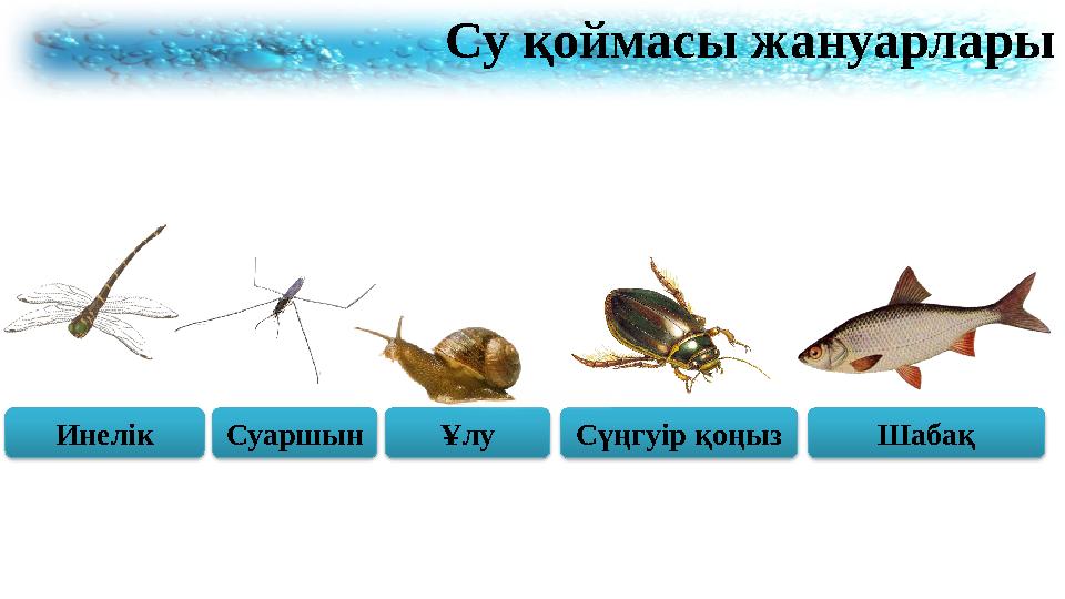 Су қоймасы жануарлары Инелік Суаршын Ұлу Сүңгуір қоңыз Шабақ