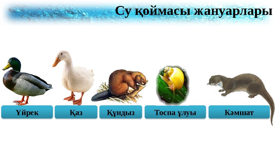Су қоймасы жануарлары Үйрек Қаз Құндыз Тоспа ұлуы Кәмшат