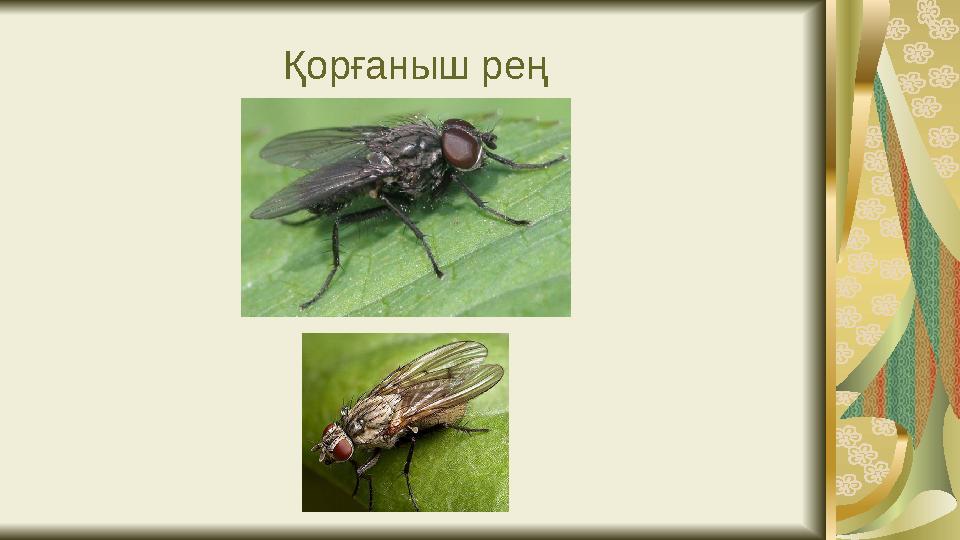 Қорғаныш рең