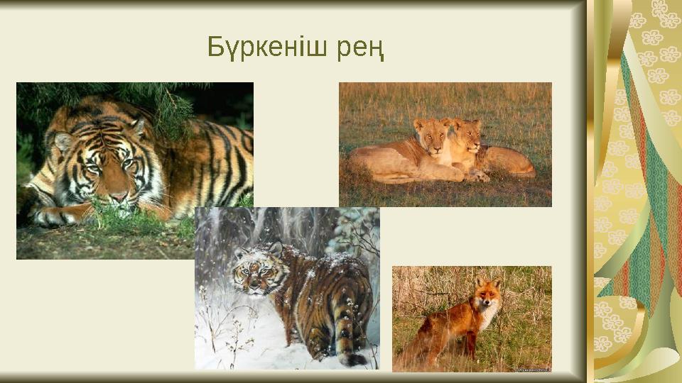 Бүркеніш рең