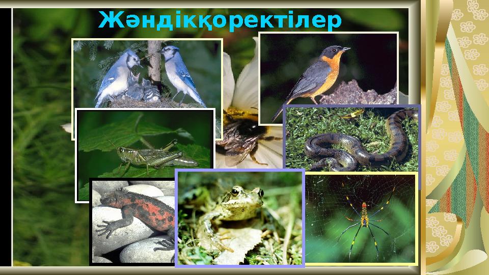 Жәндікқоректілер