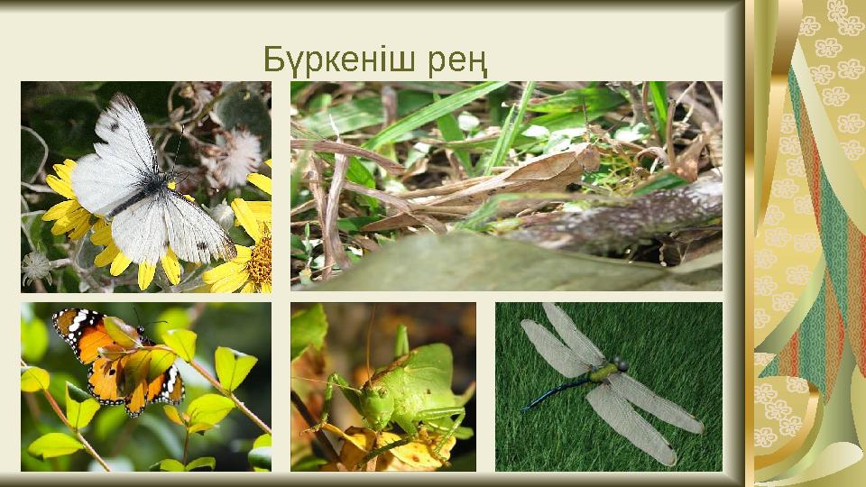 Бүркеніш рең