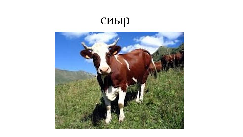 сиыр