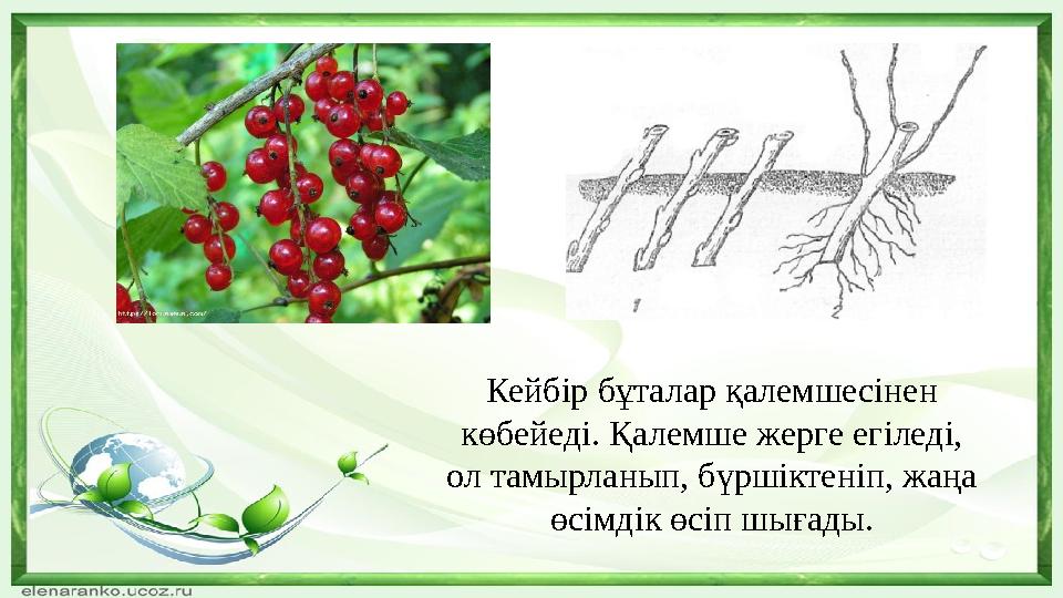 Кейбір бұталар қалемшесінен көбейеді. Қалемше жерге егіледі, ол тамырланып, бүршіктеніп, жаңа өсімдік өсіп шығады.