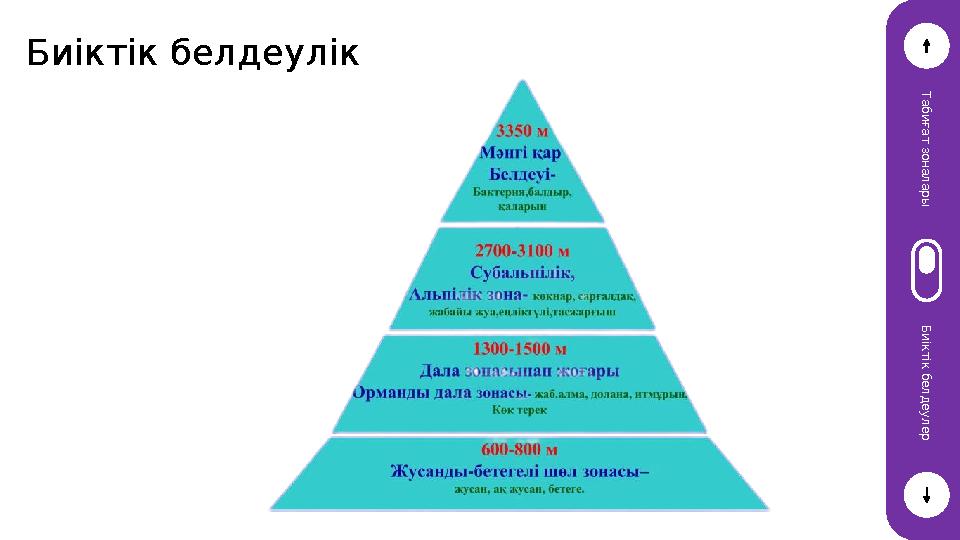 Биіктік белдеулік Т а б и ғ а т з о н а л а р ы Б и і к т і к б е л д е у л е р