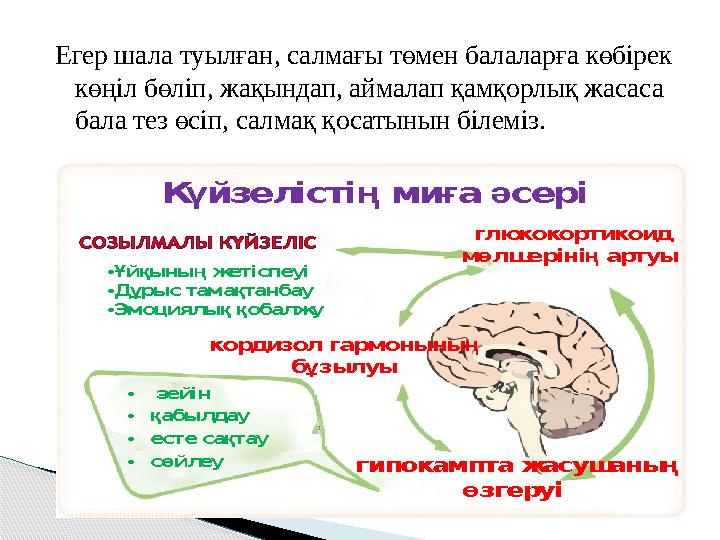 Егер шала туылған, салмағы төмен балаларға көбірек көңіл бөліп, жақындап, аймалап қамқорлық жасаса бала тез өсіп, салмақ қ