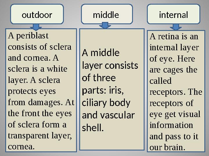 A periblast consists of sclera and cornea. A sclera is a white layer. A sclera protects eyes from damages. At the front t