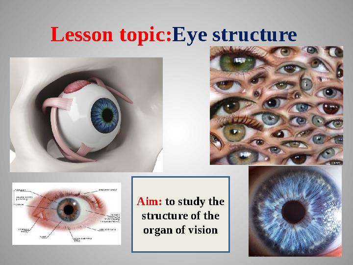 Lesson topic:Eye structure Aim: to study the structure of the organ of vision