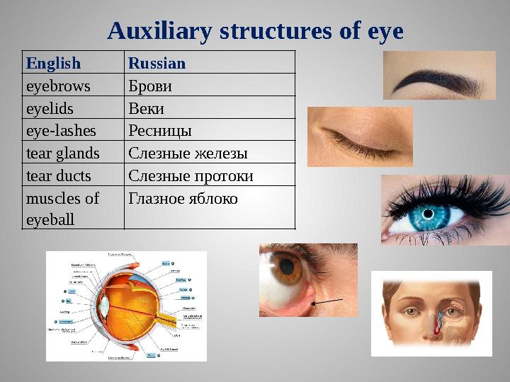 Auxiliary structures of eye Еnglish Russian eyebrows Брови eyelids Веки eye-lashesРесницы tear glandsСлезные железы tear ductsСл