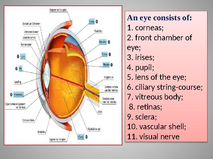 An eye consists of: 1. corneas; 2. front chamber of eye; 3. irises; 4. pupil; 5. lens of the eye; 6. ciliary string-cour