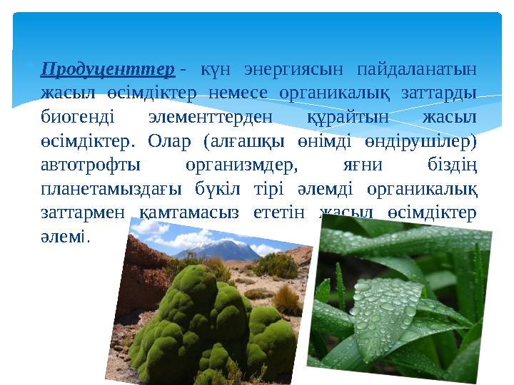 Продуценттер - күн энергиясын пайдаланатын жасыл өсімдіктер немесе органикалық заттарды биогенді элементтерден құрайтын жас