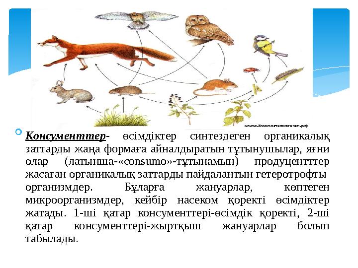  Консументтер- өсімдіктер синтездеген органикалық заттарды жаңа формаға айналдыратын тұтынушылар, яғни олар (латынша-«consu