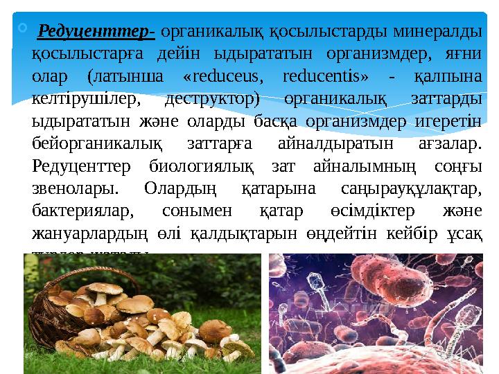  Редуценттер- органикалық қосылыстарды минералды қосылыстарға дейін ыдырататын организмдер, яғни олар (латынша «reduceus, r