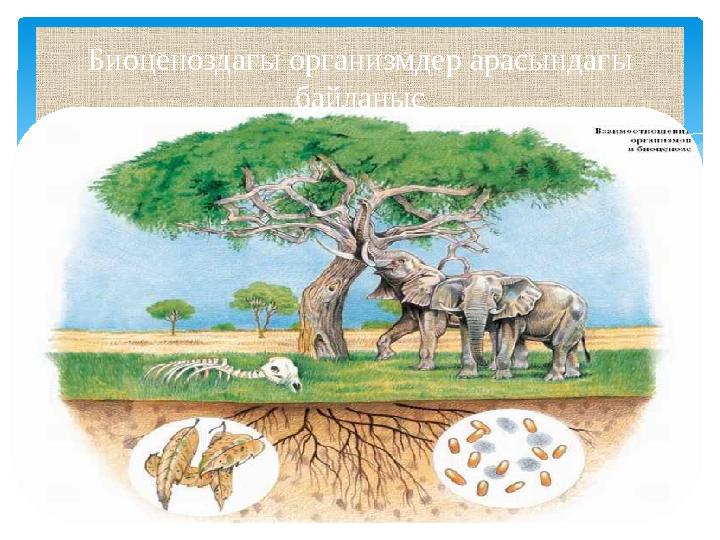 Биоценоздағы организмдер арасындағы байланыс