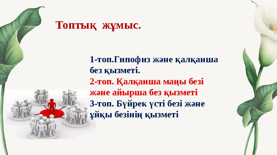 Топтық жұмыс. 1-топ.Гипофиз және қалқанша без қызметі. 2-топ. Қалқанша маңы безі және айырша без қызметі 3-топ. Бүйрек үс