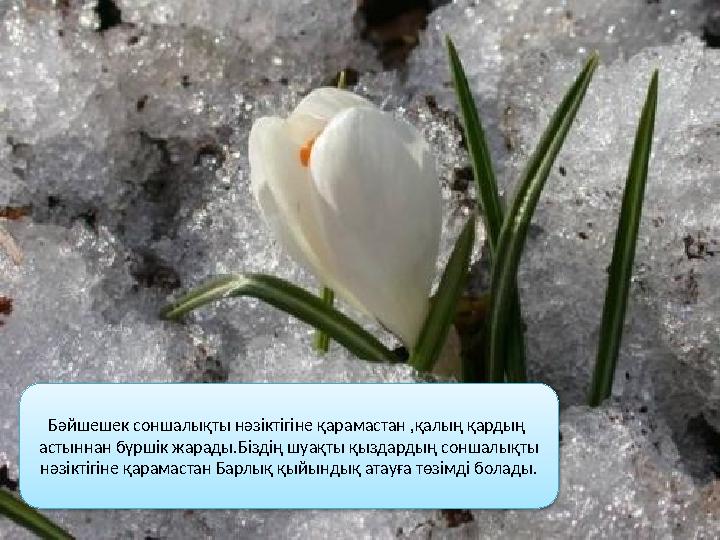 Бәйшешек соншалықты нәзіктігіне қарамастан ,қалың қардың астыннан бүршік жарады.Біздің шуақты қыздардың соншалықты нәзіктігін