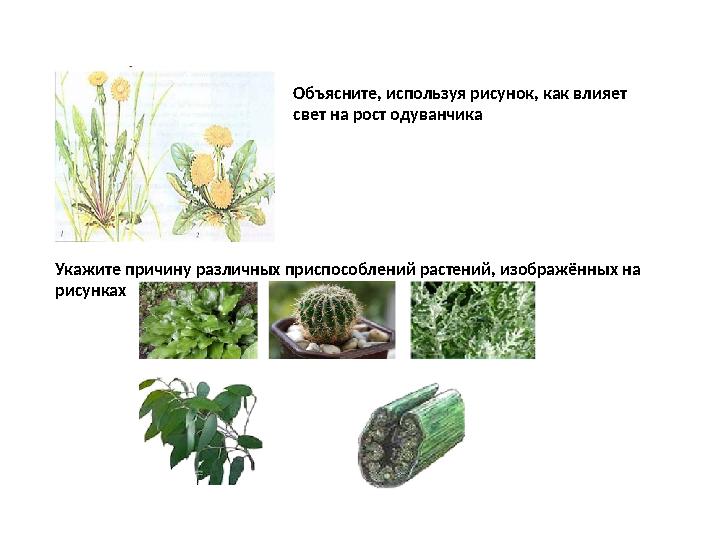 Объясните, используя рисунок, как влияет свет на рост одуванчика Укажите причину различных приспособлений растений, изображённы