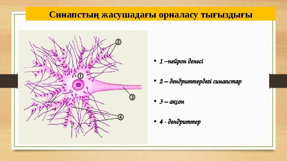 Синапстың жасушадағы орналасу тығыздығы • 1 –нейрон денесі • 2 – дендриттердегі синапстар • 3 – аксон • 4 - дендриттер