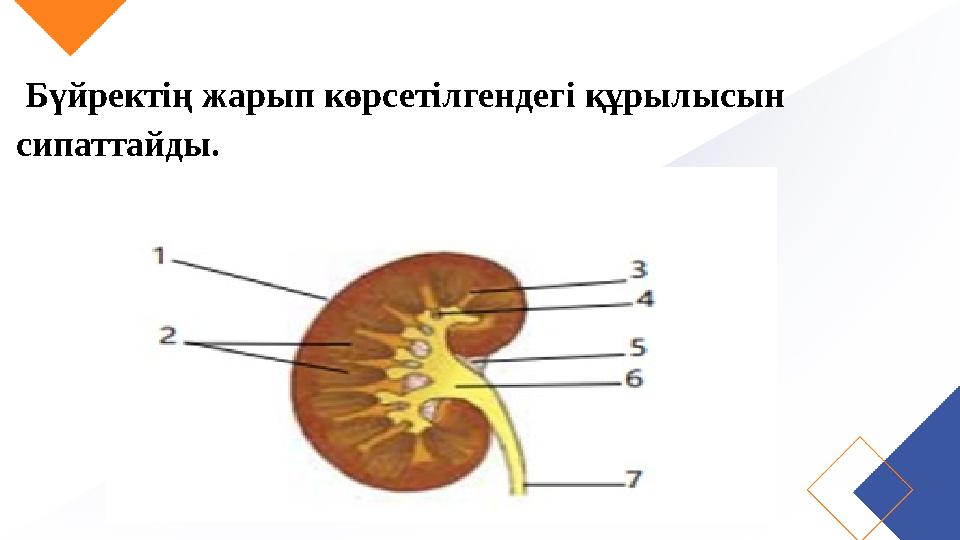 Бүйректің жарып көрсетілгендегі құрылысын сипаттайды.
