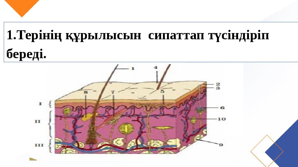 1.Терінің құрылысын сипаттап түсіндіріп береді.