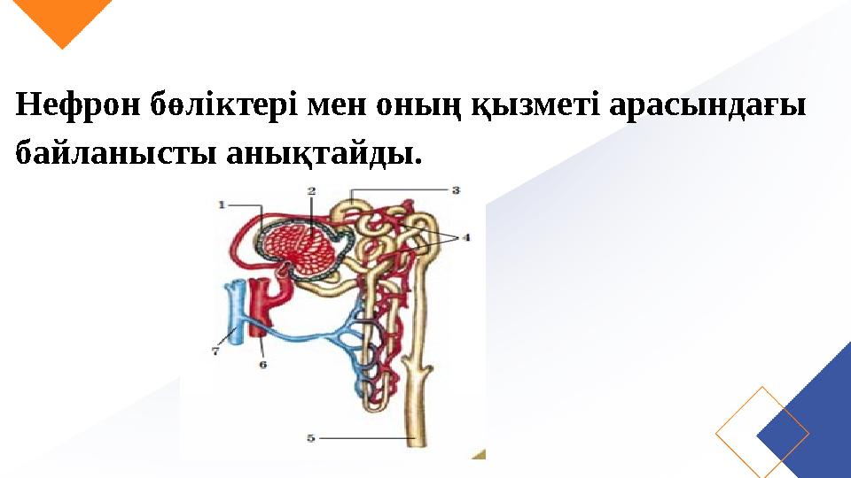Нефрон бөліктері мен оның қызметі арасындағы байланысты анықтайды.