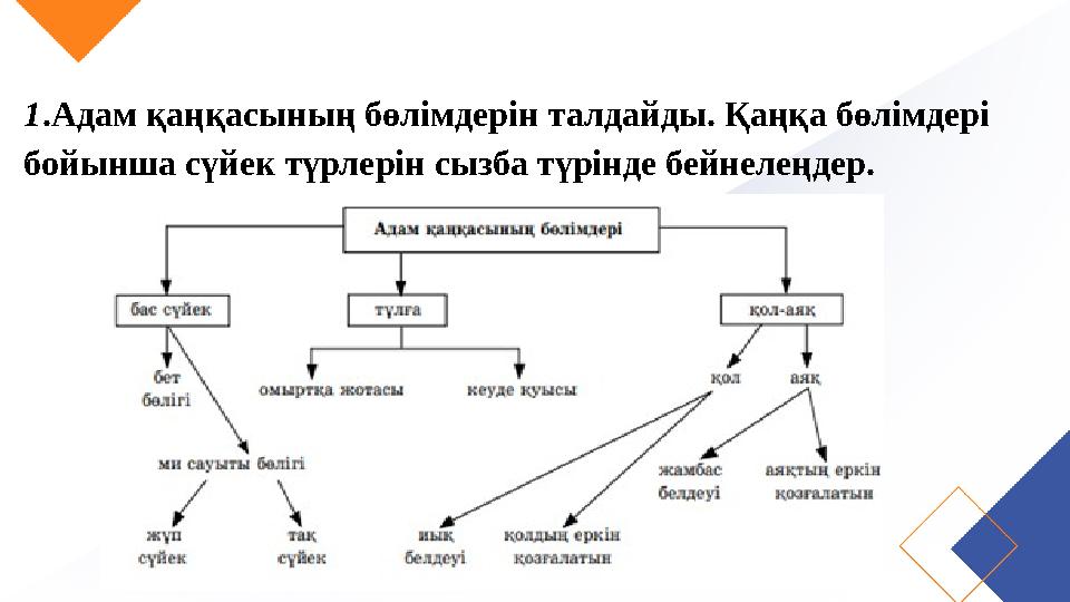 1 .Адам қаңқасының бөлімдерін талдайды. Қаңқа бөлімдері бойынша сүйек түрлерін сызба түрінде бейнелеңдер.