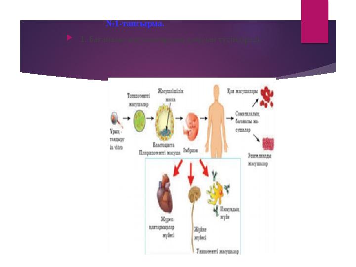 № 1-тапсырма.  1. Бағаналы жасушалардың дамуын түсіндіреді.