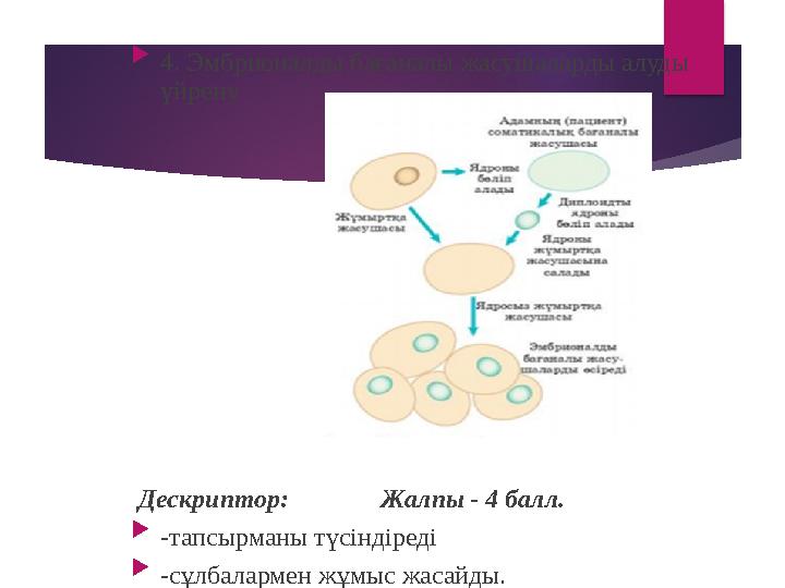  4. Эмбрионалды бағаналы жасушаларды алуды үйрену Дескриптор: Жалпы - 4 балл.  -тапсырманы түсіндіреді  -сұлбал