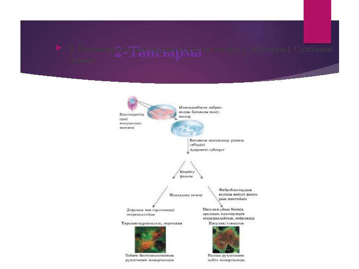2-Тапсырма 1. Бағаналы жасушалардың өздігінен өзгеруі (саралануы). Сұлбамен жұмыс