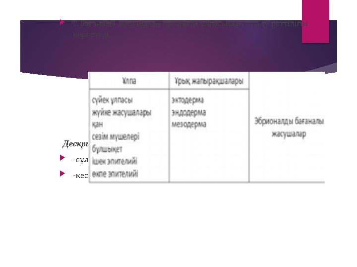  2.Бағаналы жасушадан организм ұлпасының түзілу реттілігін көрсетеді. Дескриптор: Жалпы - 3 балл.  -сұлбамен жұм