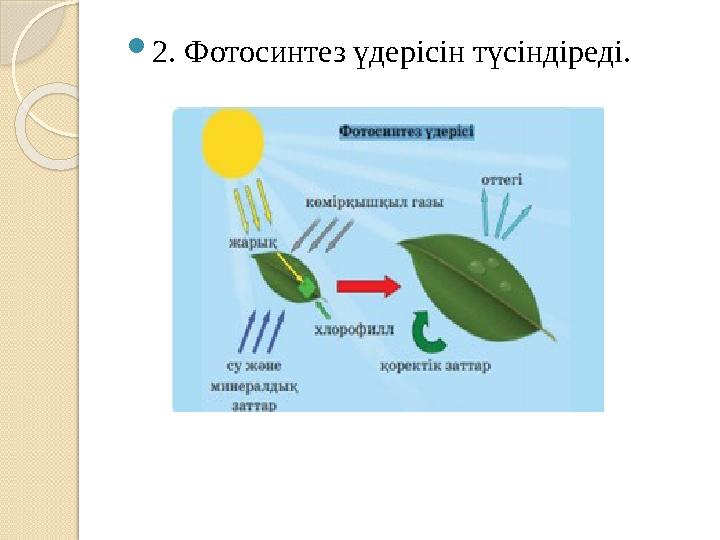  2. Фотосинтез үдерісін түсіндіреді.